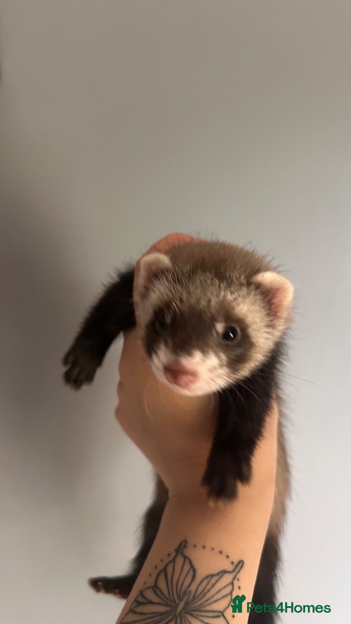 Ferret rodents Ferret kits for sale - Advert 2