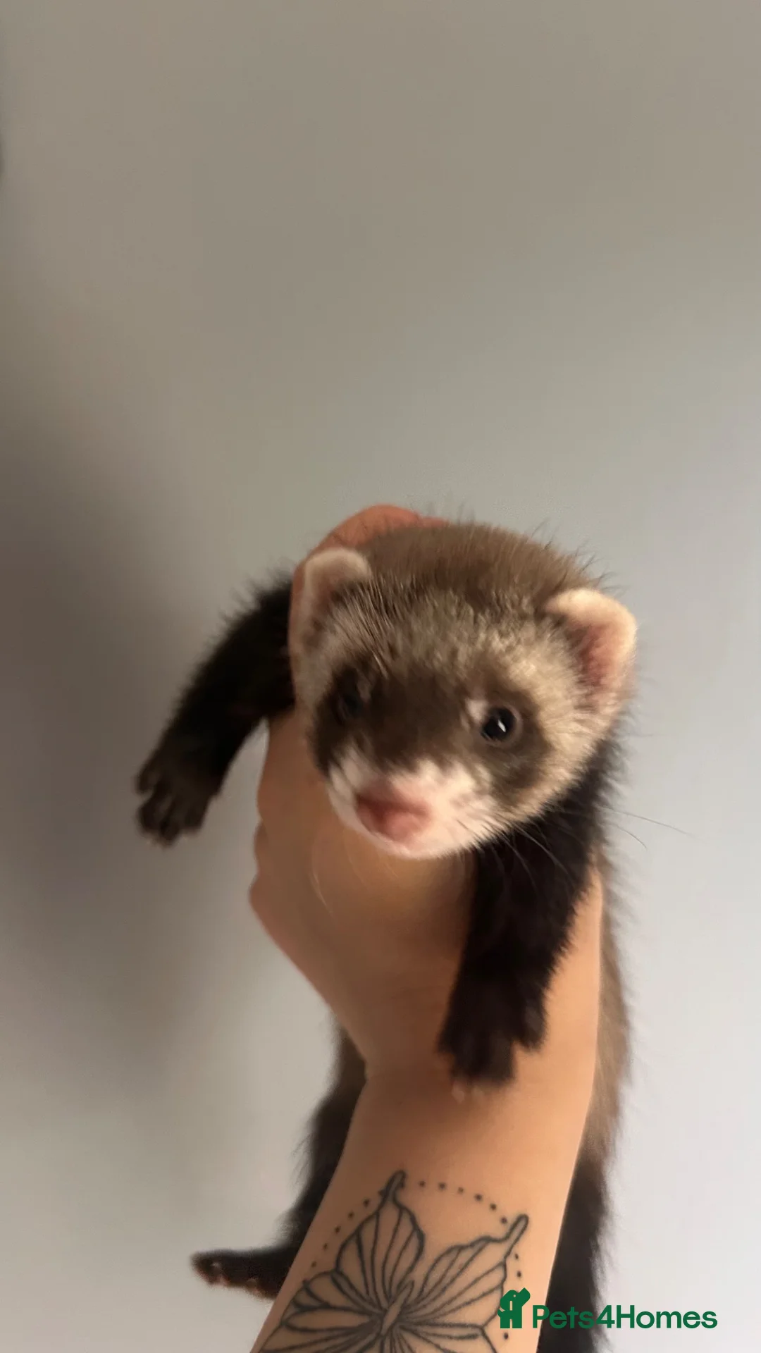 Ferret rodents for sale: Ferret kits for sale - Advert 1