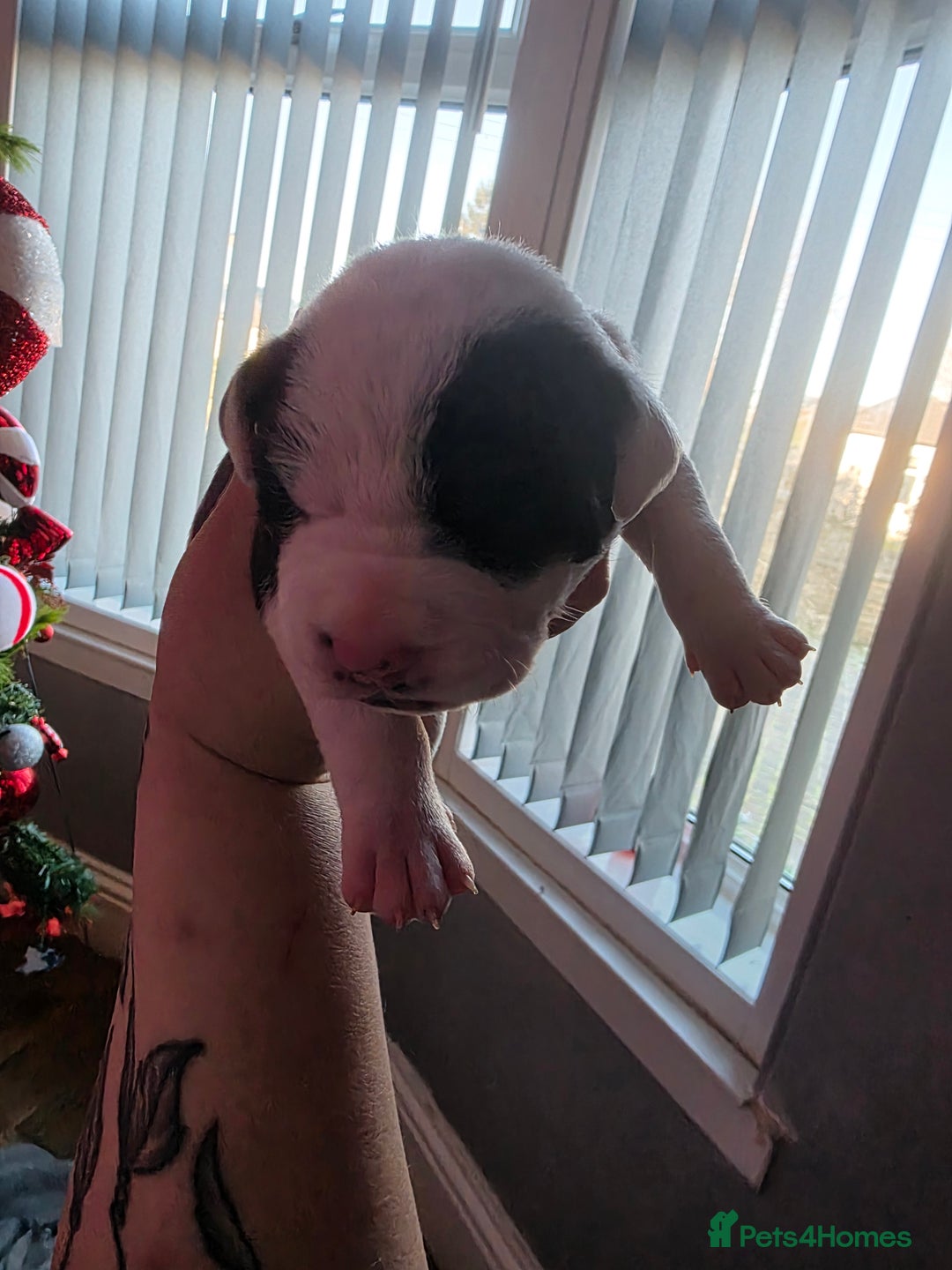 Mixed Breed dogs for sale: Staff x american bulldog puppies - Advert 7