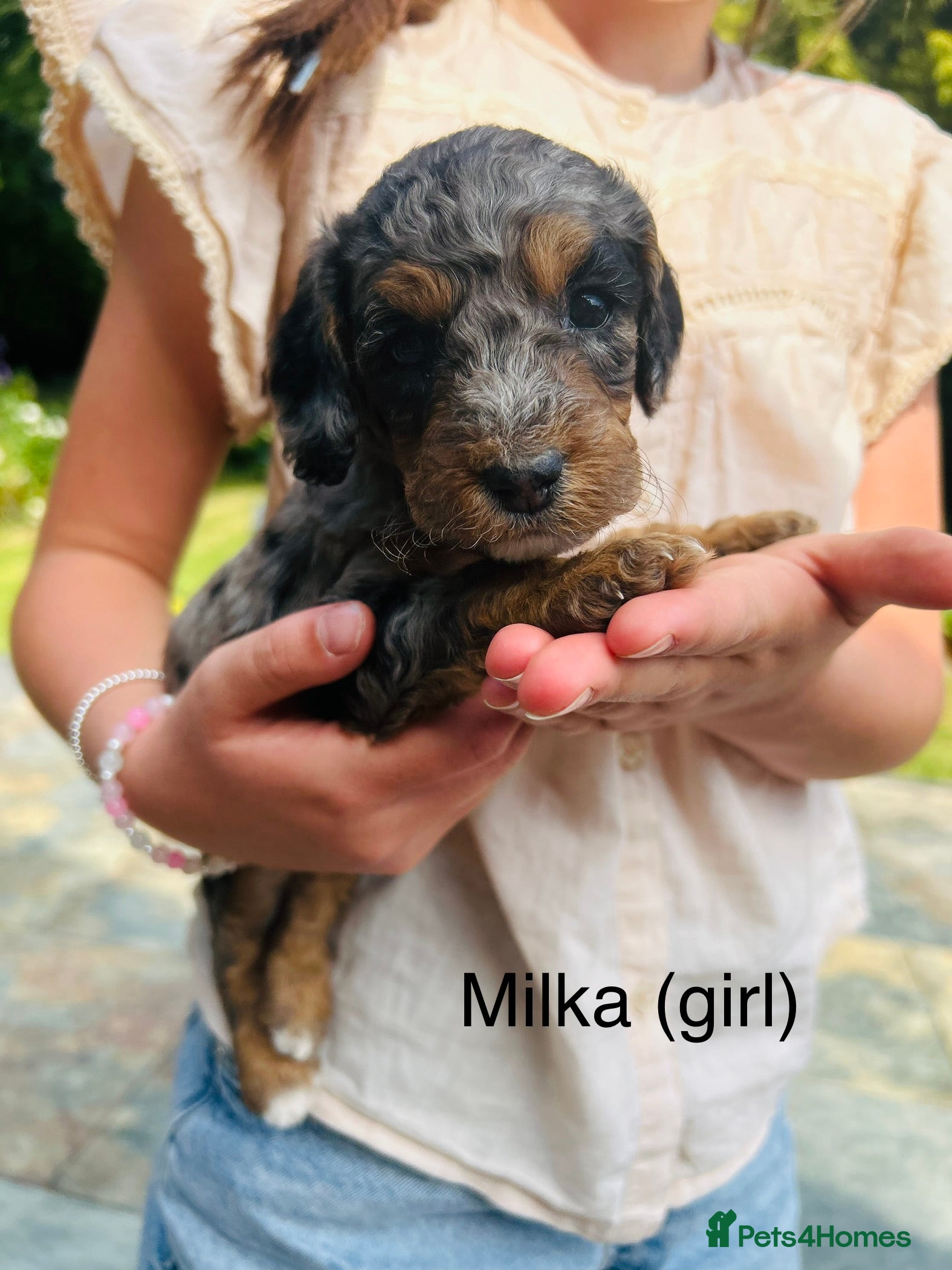 Cockapoo dogs Chocolate &Blue Merle, Tricolour & black cockapoos - Advert 2