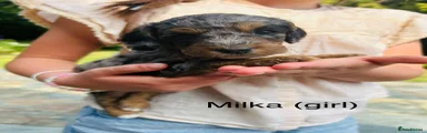 Milka