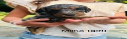Cockapoo dogs for sale: Chocolate &Blue Merle, Tricolour & black cockapoos in Carlisle - Advert 2