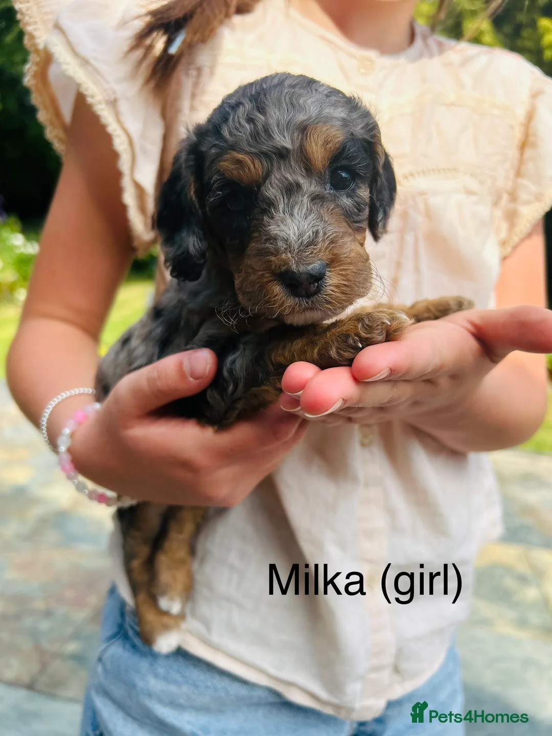 Cockapoo dogs for sale: Chocolate &Blue Merle, Tricolour & black cockapoos in Carlisle - Advert 2