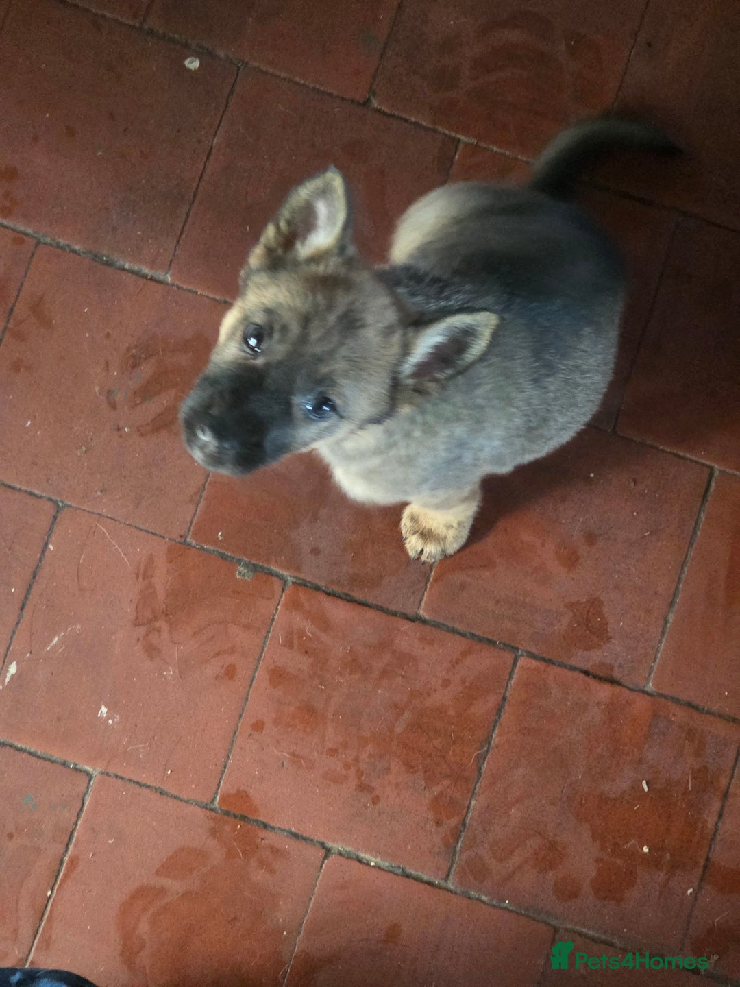German Shepherd dogs for sale: German shepherd puppies - Advert 10