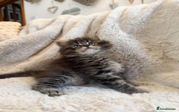 Maine Coon cats for sale: Maine Coon x Ragdoll Mix Kittens  Ready 27 Aug! 🐾 - Image 5