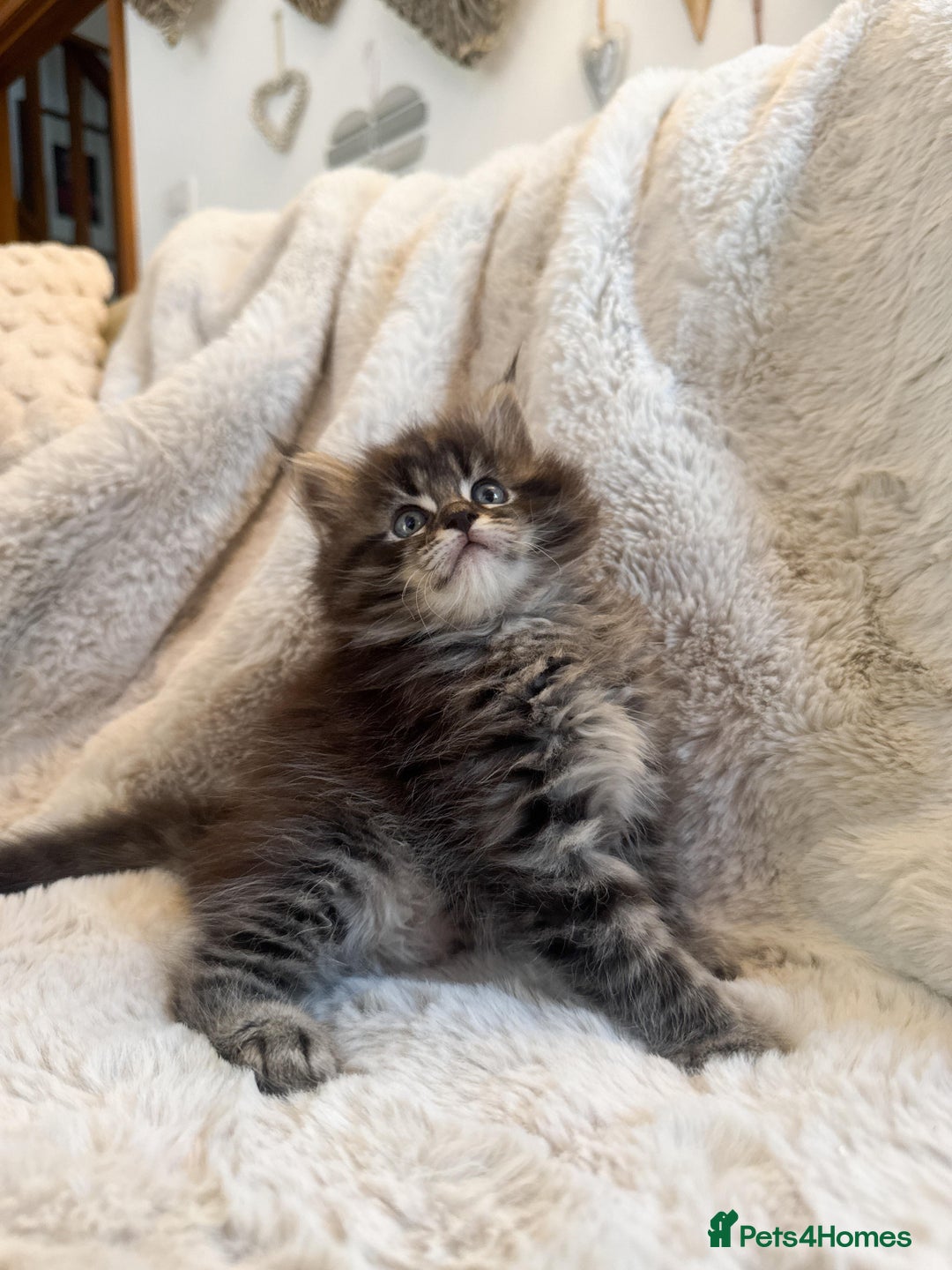 Maine Coon cats for sale: Maine Coon x Ragdoll Mix Kittens  Ready 27 Aug! 🐾 - Image 5