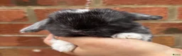 Mini Lop rabbits for sale: Pure bred pedigreed mini lops  in Leeds - Advert 7