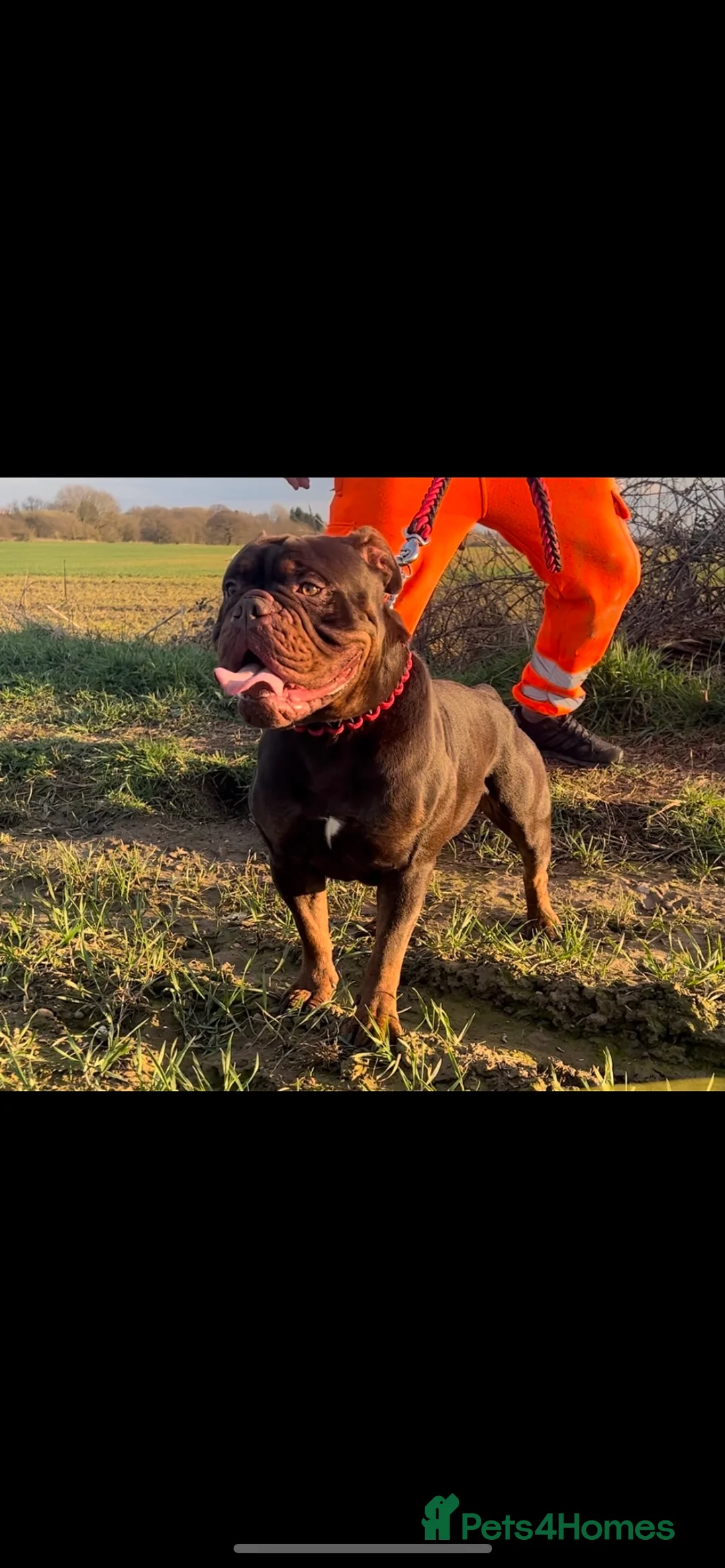 Olde English Bulldogge dogs for sale: 🔥Olde English bulldog puppies 🔥 - Advert 26