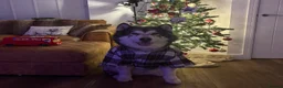 Alaskan Malamute dogs for adoption: Teddy (Alaskan Malamute) in Southampton - Advert 12