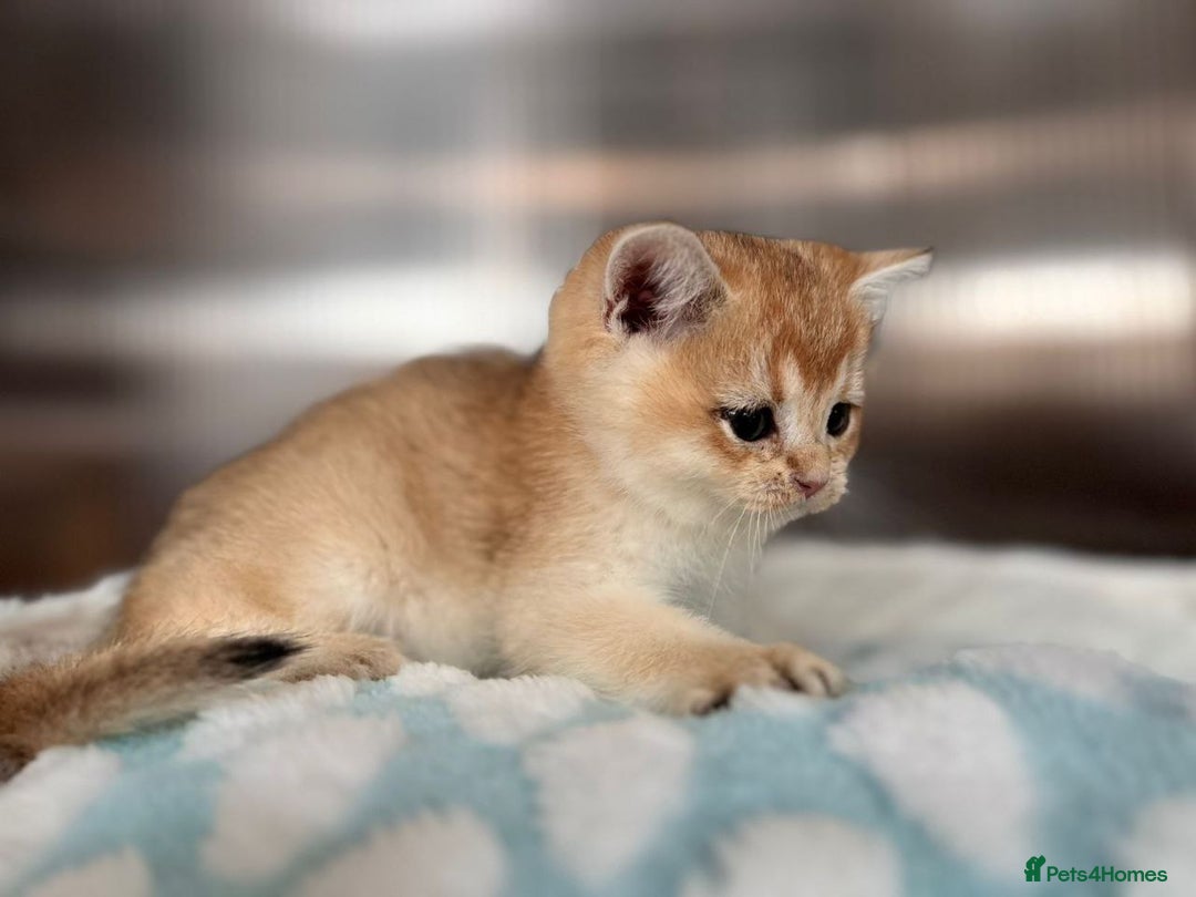 British Shorthair cats for sale: Charming British golden chinchillas - Advert 12