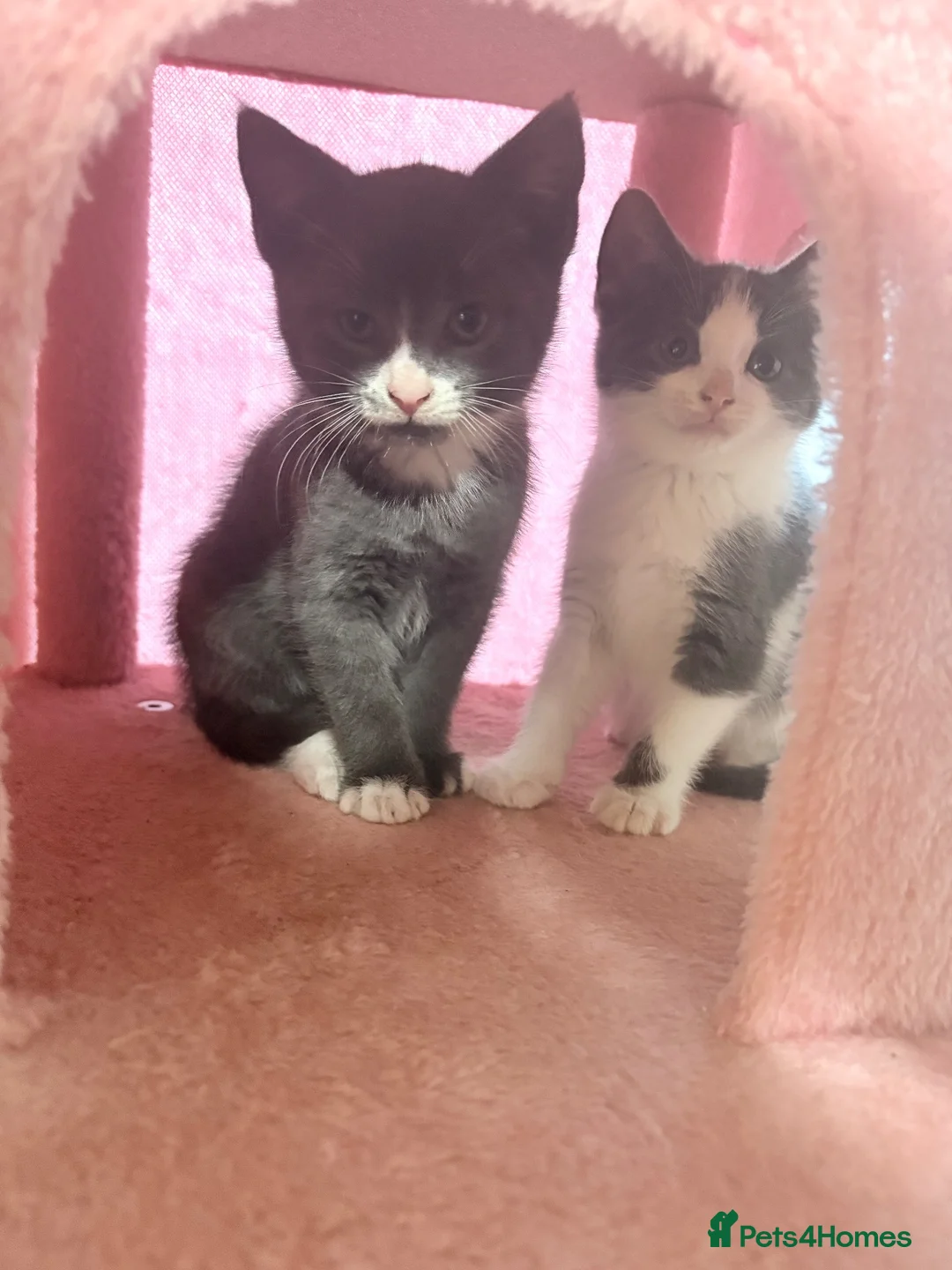 Mixed Breed cats for sale: Beautiful kittens for sale  - Advert 2