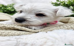 West Highland Terrier dogs for sale: Beautiful Westhighland Terrier Puppies  - Image 11