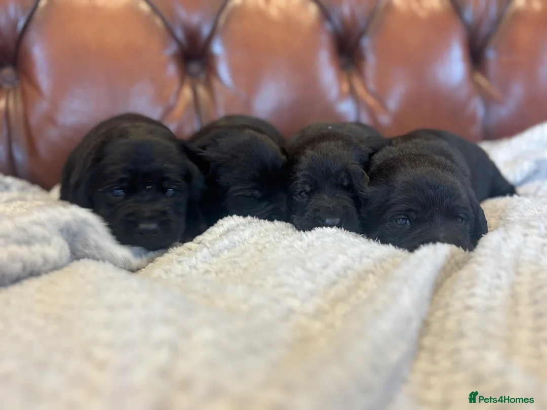 Labrador Retriever dogs for sale: Black Labrador Puppies  - Advert 1