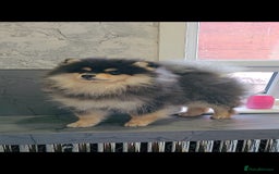 Pomsky dogs for sale: Pomsky puppies very small toy size F3  - Image 3