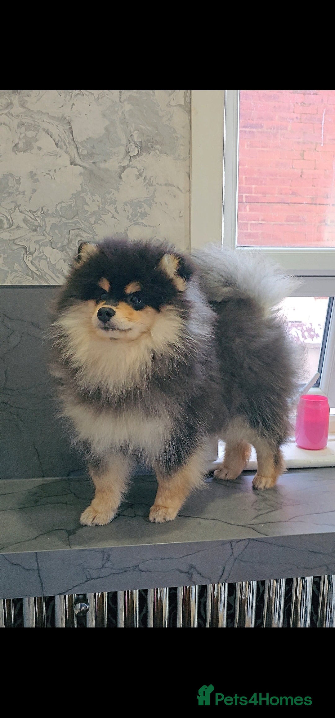 Pomsky dogs for sale: Pomsky puppies very small toy size F3  - Image 3