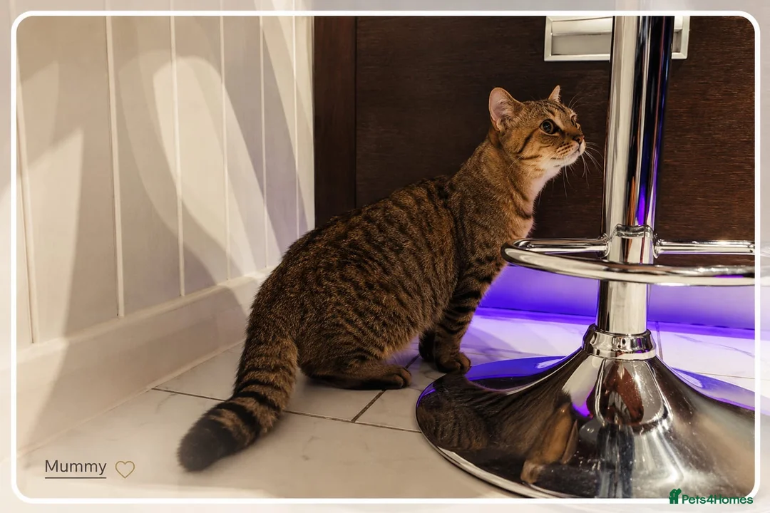 British Shorthair cats for sale: Beautiful British Shorthair Kittens – Home Raised - Advert 2