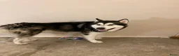Alaskan Malamute dogs for sale: Lovable Alaskan malamute needing a new home - Advert 5