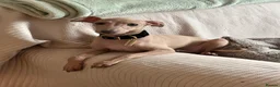 Miniature Dachshund dogs for sale: Exceptional PRA clear KC miniature Daschunds  - Advert 2