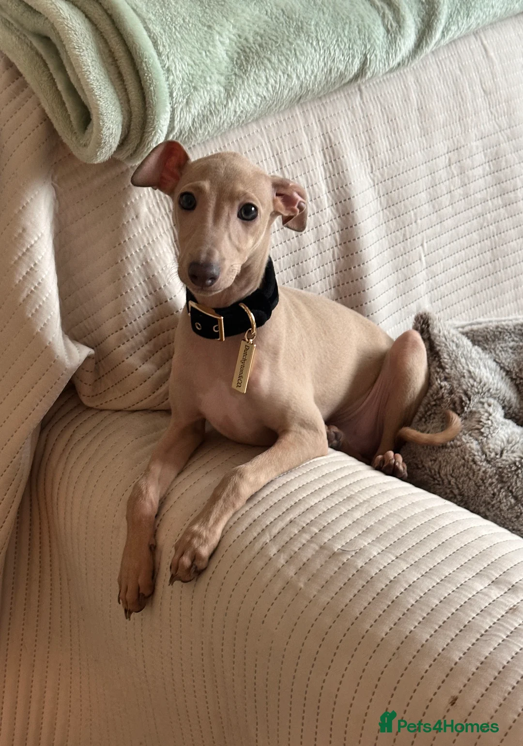 Miniature Dachshund dogs for sale: Exceptional PRA clear KC miniature Daschunds  - Advert 2