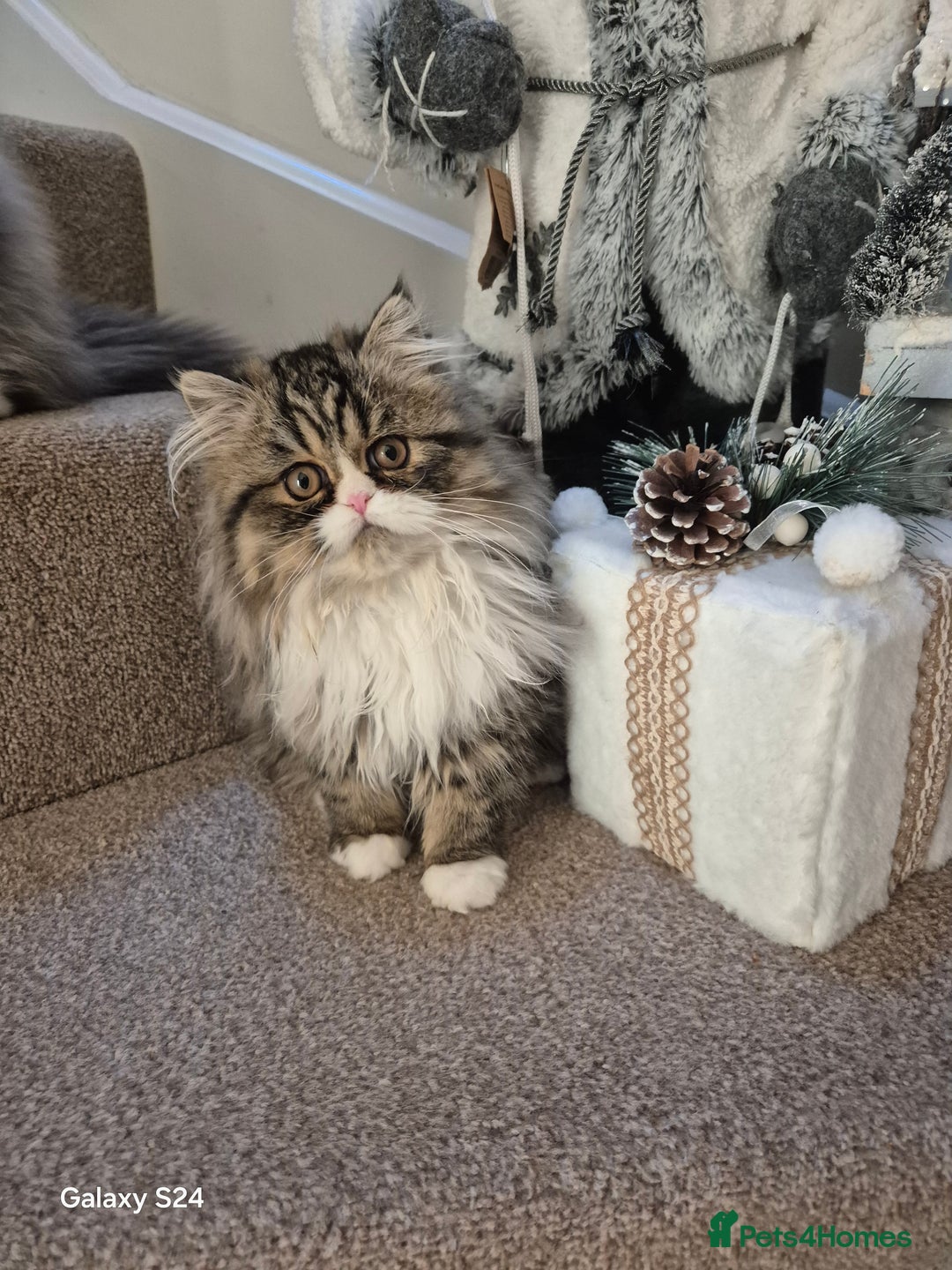 Exotic cats for sale:  1  long hair  Persian female left - Advert 11