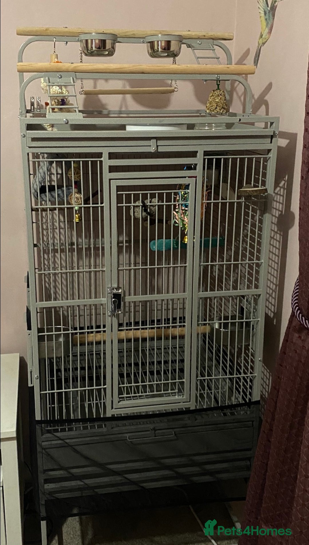 Conures birds for sale: Blue Throated Conure - Advert 4