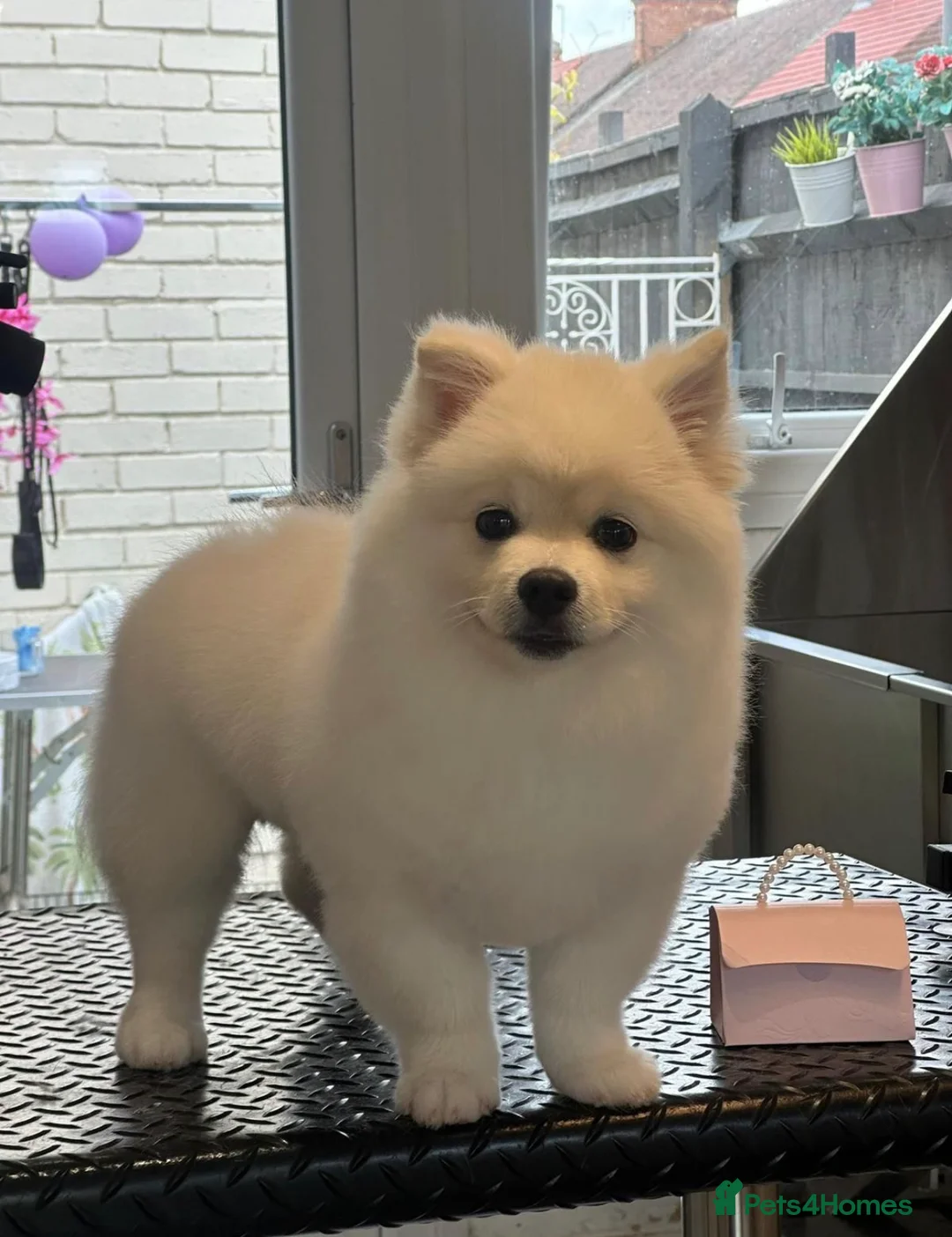 Pomeranian dogs for sale: 8 month old Pomeranian needs a home - Advert 1
