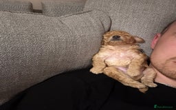 Toy Poodle dogs for sale: Tiny toy poodle for sale  - Image 6