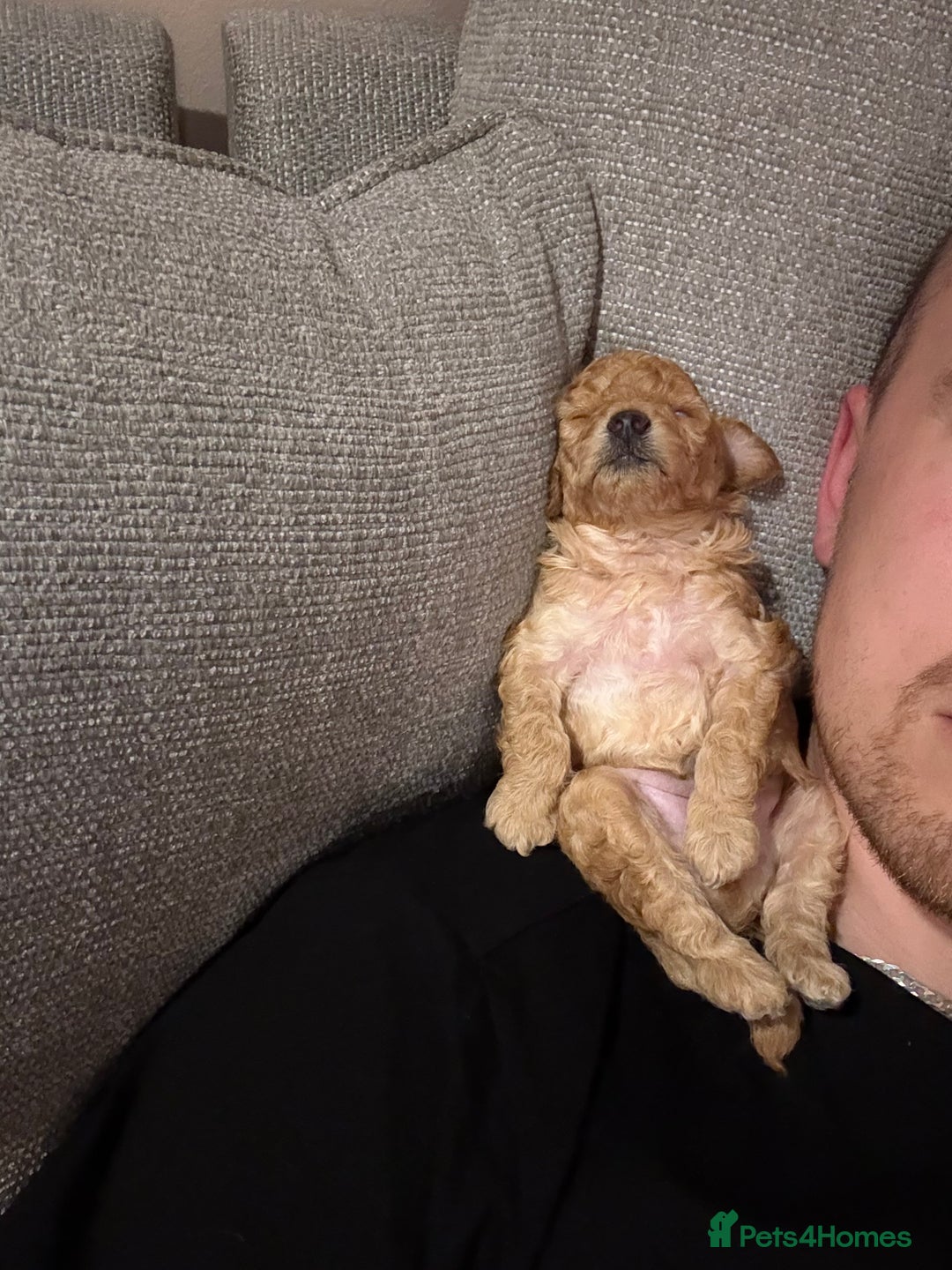 Toy Poodle dogs for sale: Tiny toy poodle for sale  - Image 6