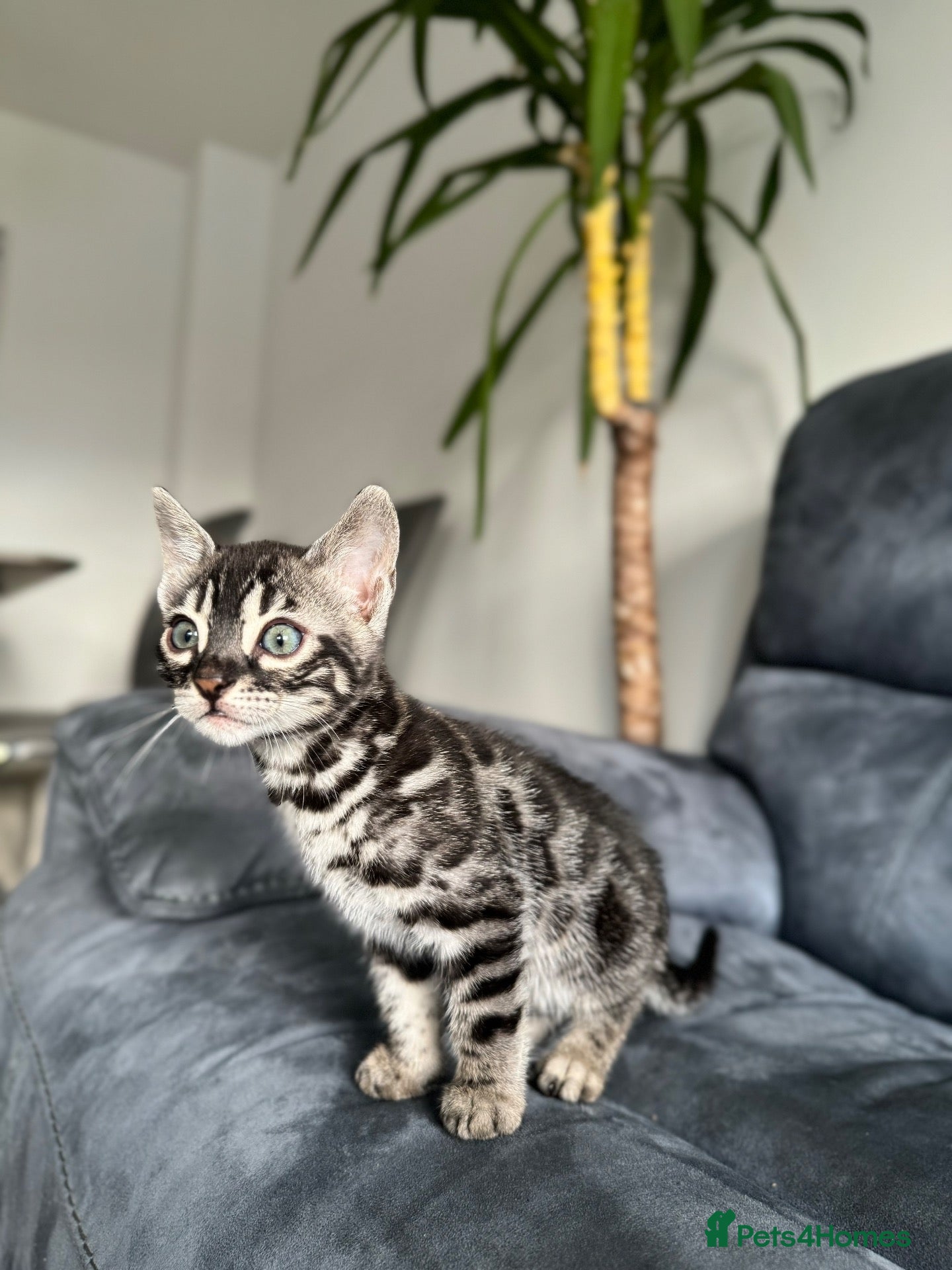 Bengal cats Bengal Kitten For Sale (Ready to go - Last One) - Advert 1