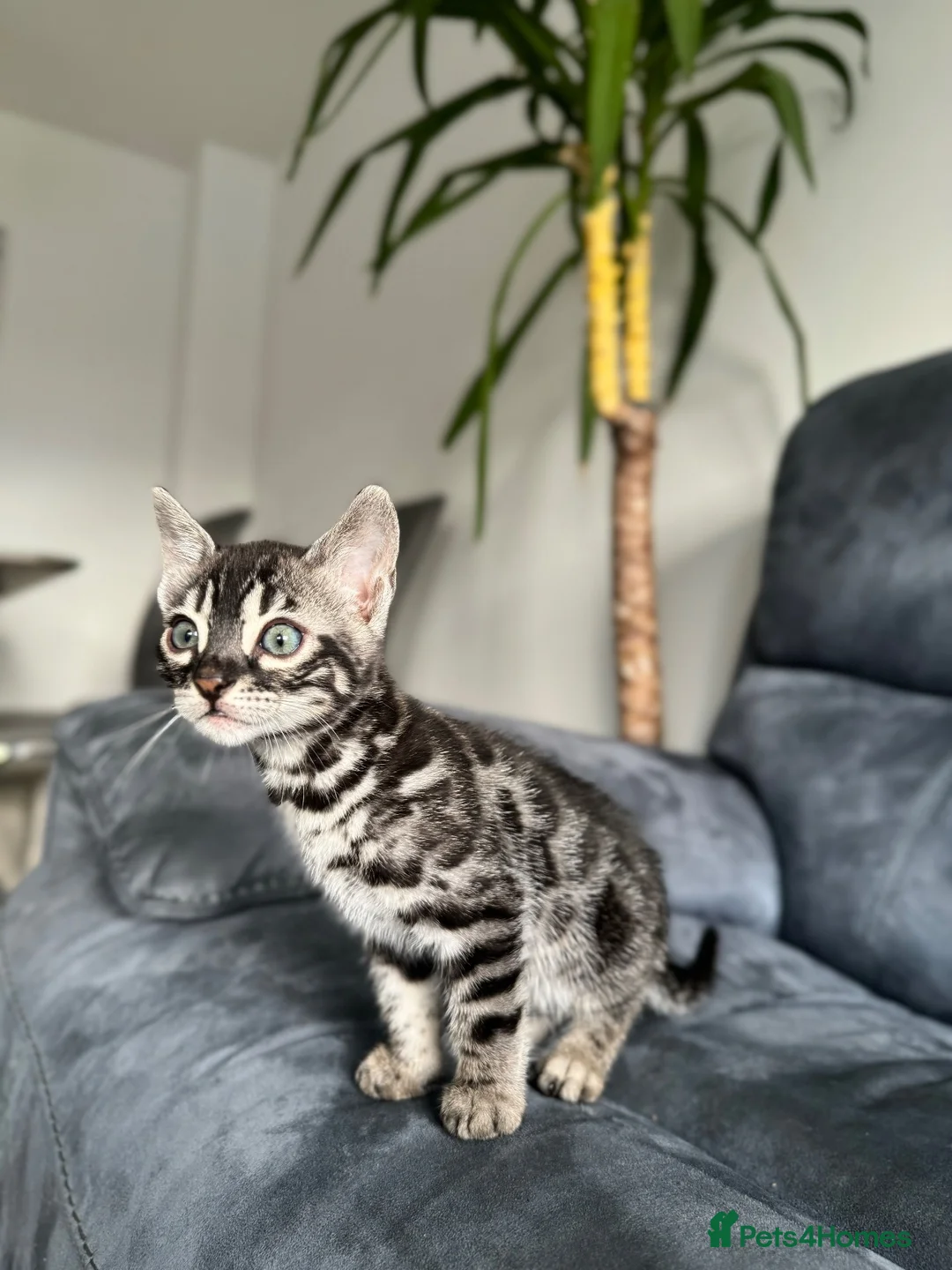 Bengal cats for sale: Bengal Kitten For Sale (Ready to go - Last One) - Advert 1