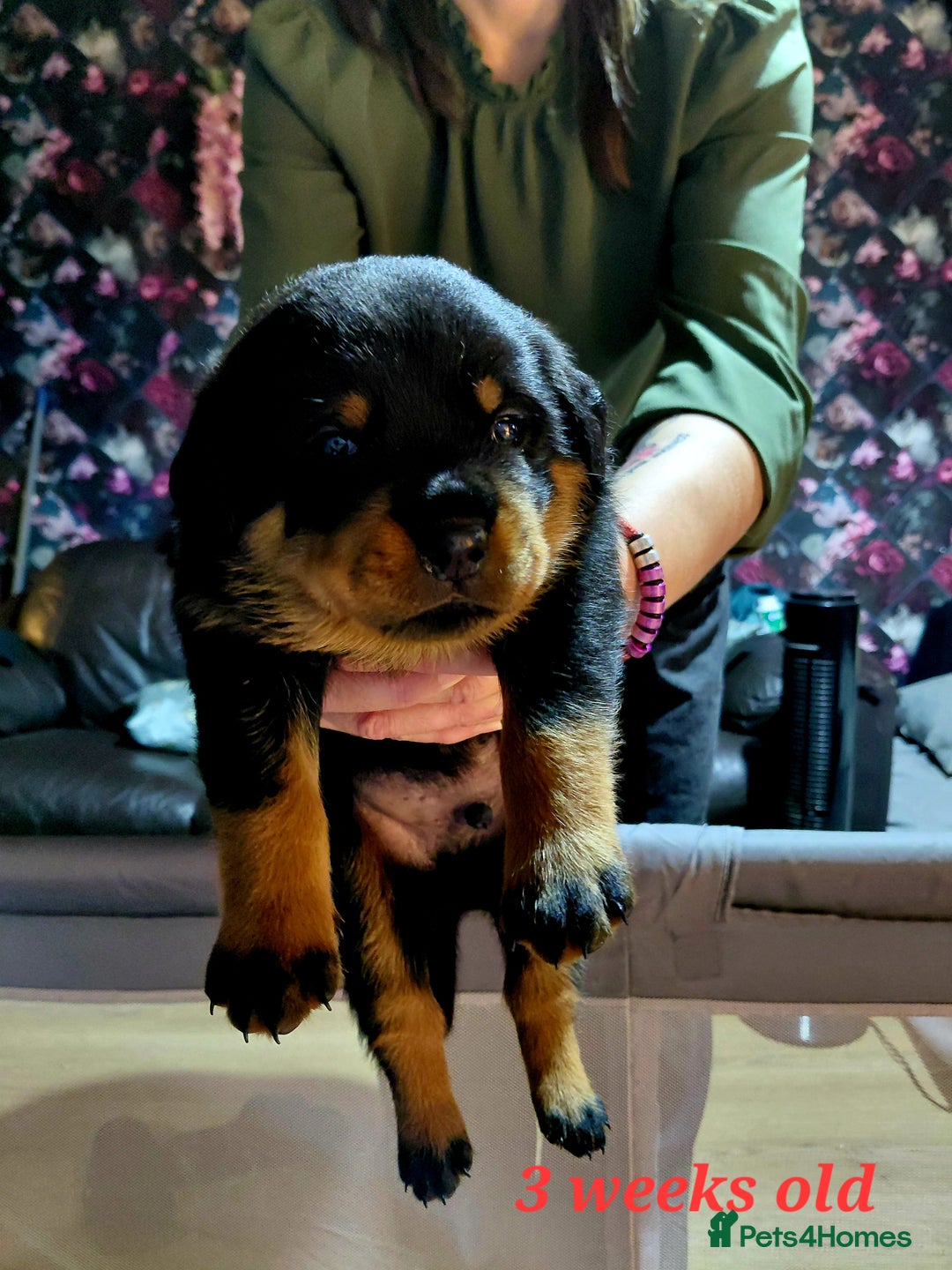 Rottweiler dogs for sale: Elite German Bloodline Rottweiller Puppies - Image 5