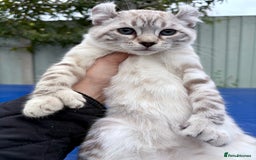 Savannah cats for sale: Breath taking wild looking girl  - Image 21