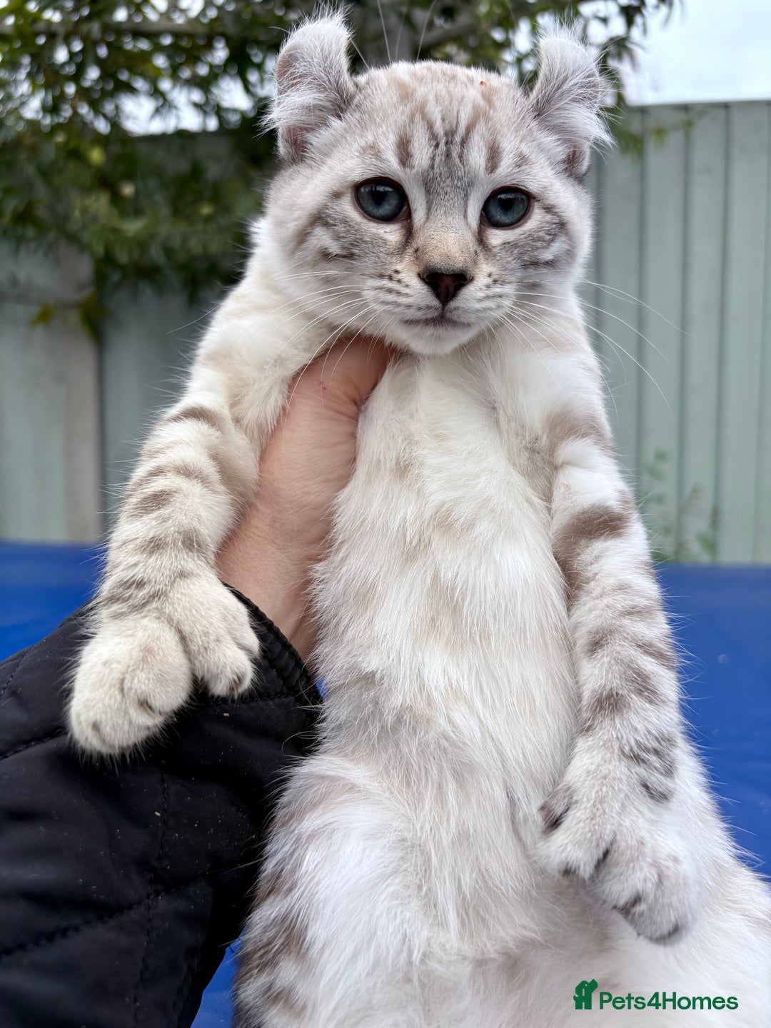 Savannah cats for sale: Breath taking wild looking girl  - Image 21