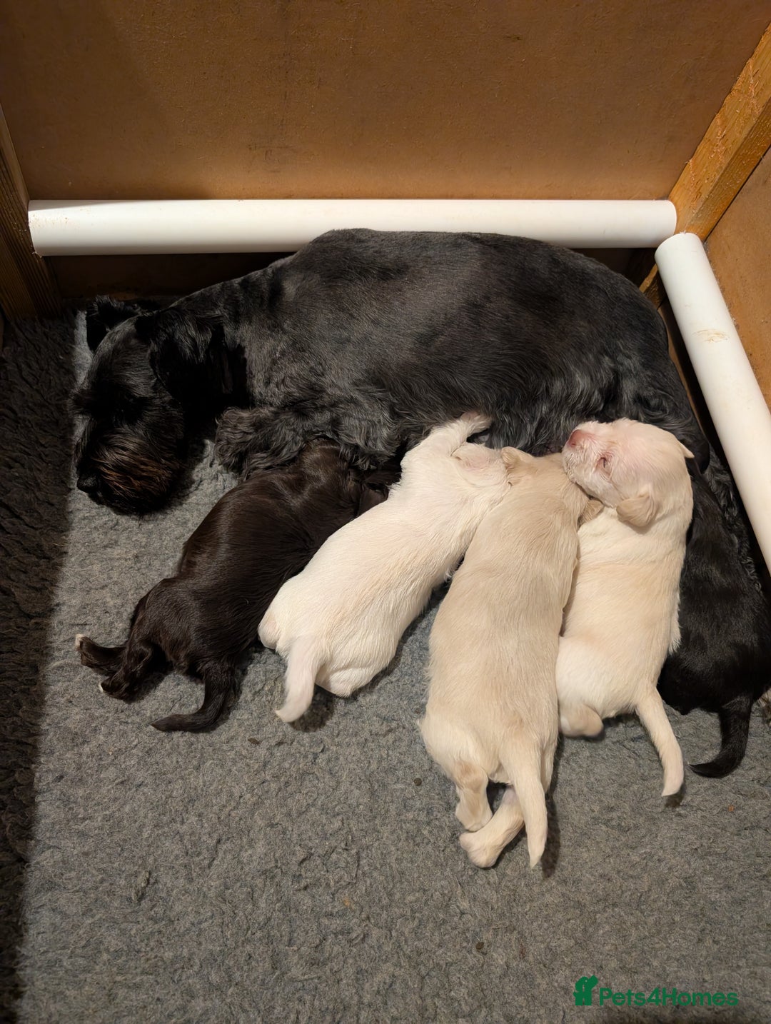 Miniature Schnauzer dogs for sale: KC Reg Rare Miniature Schnauzers - Advert 9