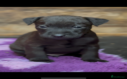 Mixed Breed dogs for sale: Patterdale x Lakeland terrier pups - Image 3