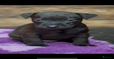 Mixed Breed dogs - Advert 11