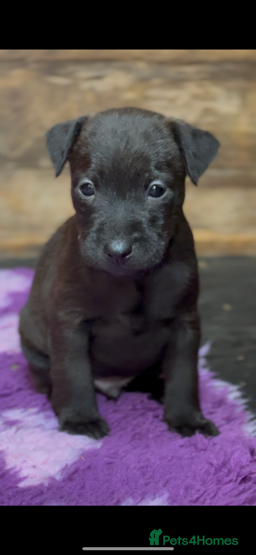 Mixed Breed dogs for sale: Patterdale x Lakeland terrier pups - Image 3