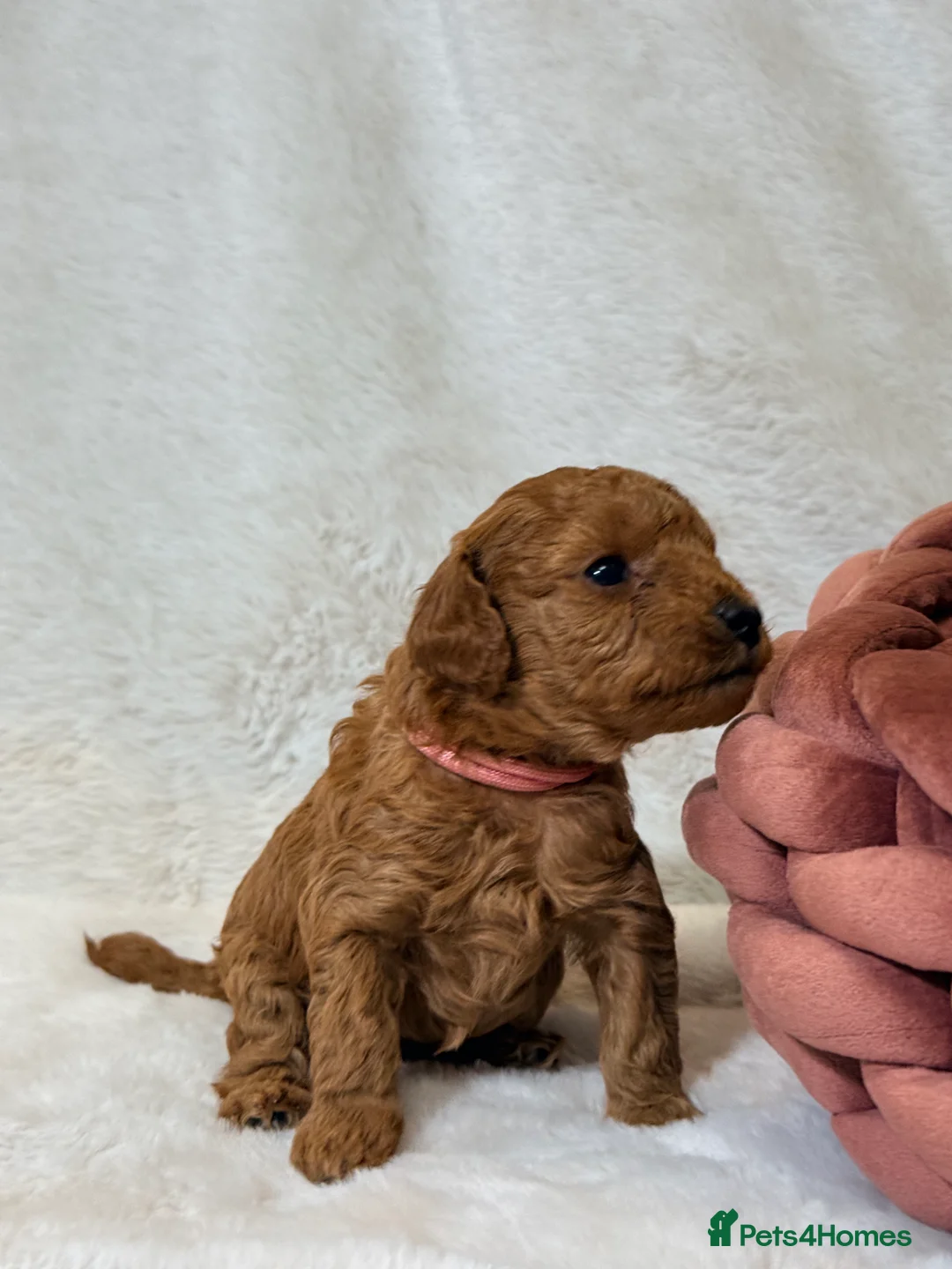 Toy Poodle dogs for sale: ❤️ Exceptional Asian Red Toy Poodle Puppies ❤️ - Advert 23