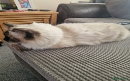 Ragdoll cats for sale: Pure Ragdoll (Retired 3yr Queen) - Image 5