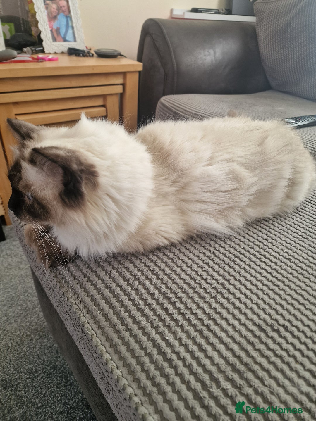 Ragdoll cats for sale: Pure Ragdoll (Retired 3yr Queen) - Image 5