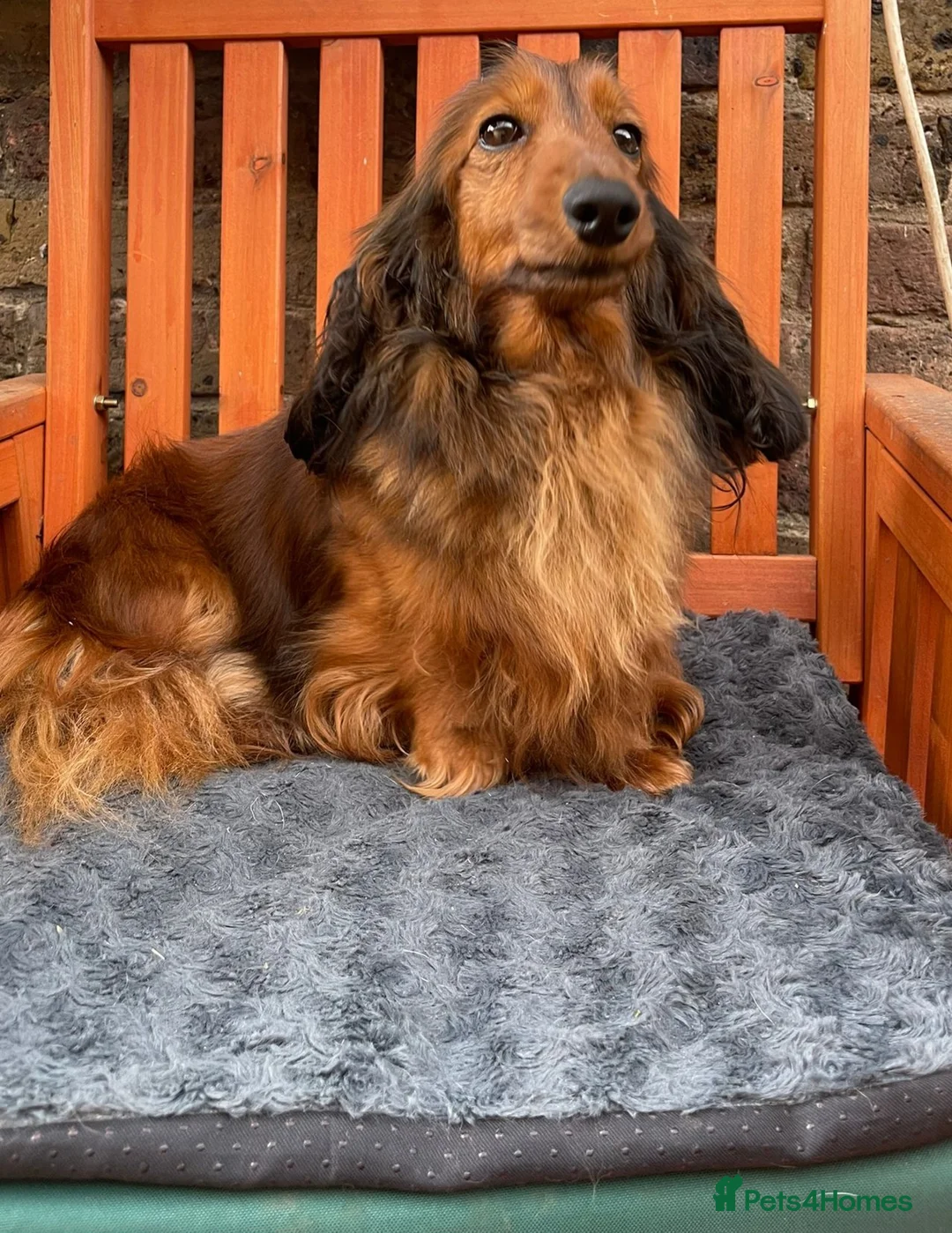 Miniature Dachshund dogs for sale: Miniature long hair dachshund - Advert 5