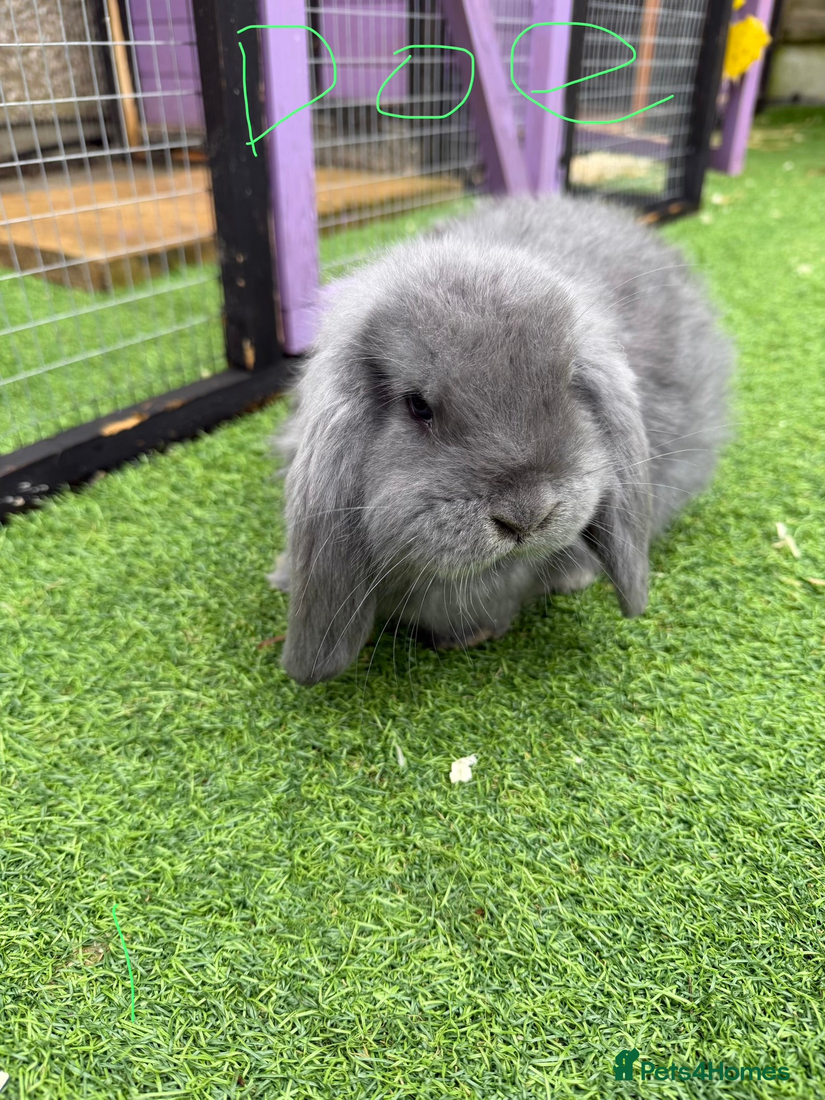 French Lop rabbits French lops  - Advert 15