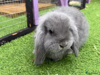 French Lop rabbits French lops - Advert 15