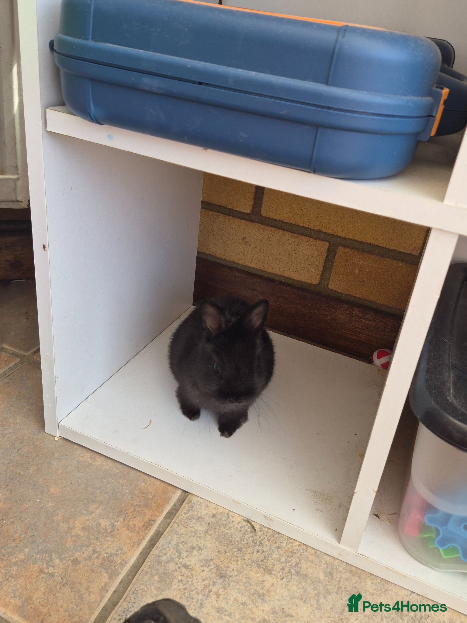 Netherland Dwarf rabbits Linda Timoney - Advert 18