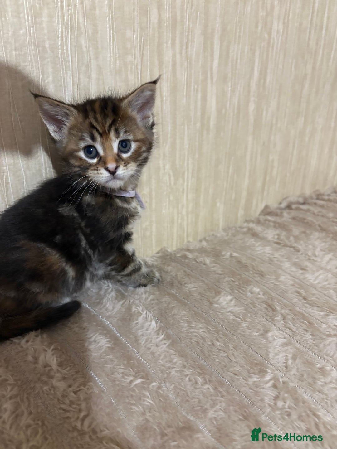 Maine Coon cats for sale: Maine Coon Type Kittens — Fluffy, Friendly - Advert 10