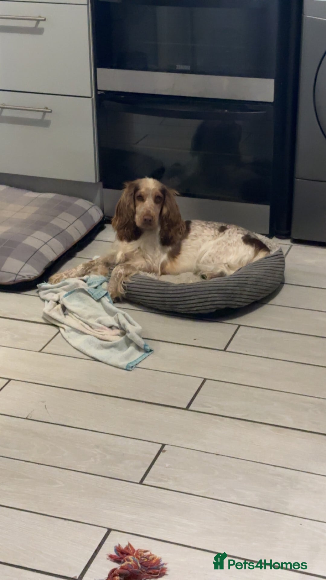 Cocker Spaniel dogs for sale: Cocker spaniel  - Image 1