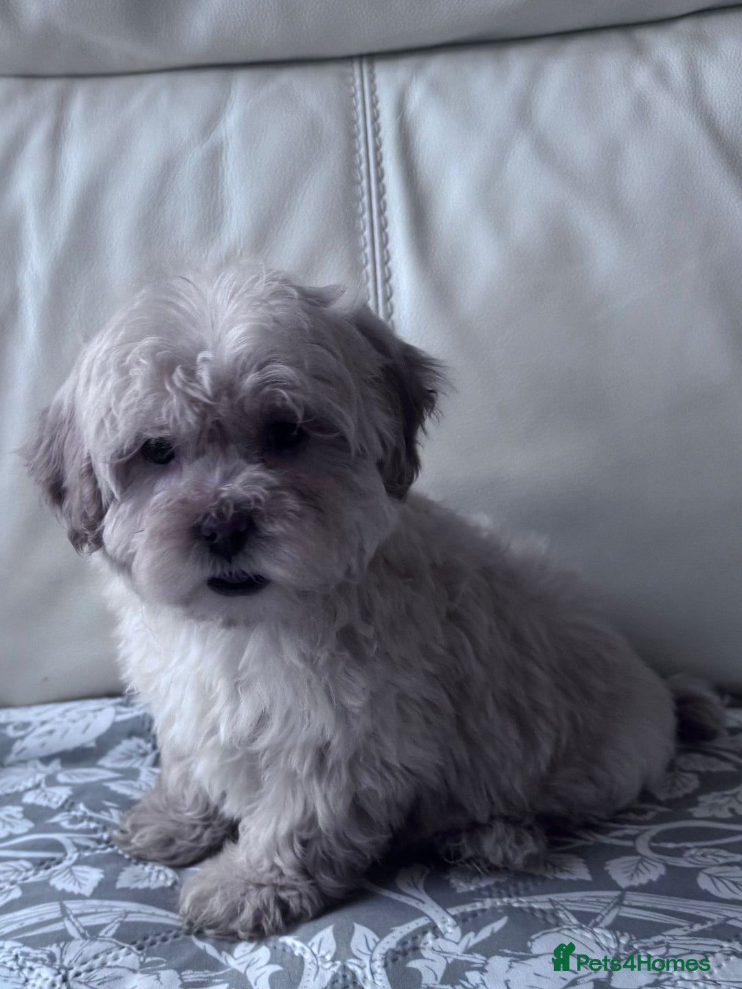 Shihpoo dogs for sale: Shihpoo puppys - Advert 6