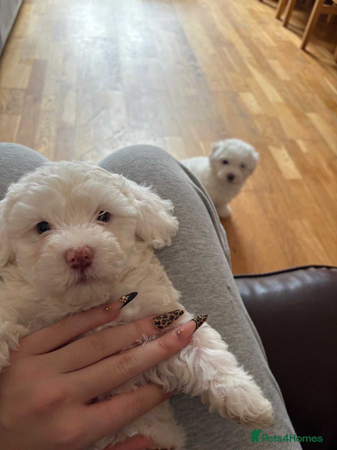 Bichon Frise dogs for sale:  bichon puppies for sale  - Image 2