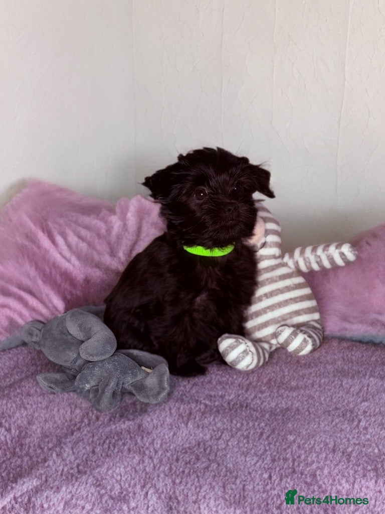 Yorkshire Terrier dogs Girls-Black Gorgeous Yorkshire Terrier-Ready 14.08 - Advert 6