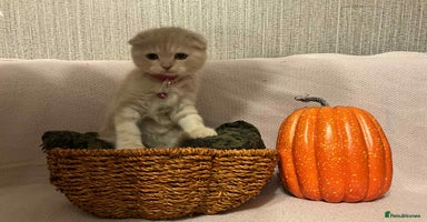 Scottish Fold cats - Advert 5